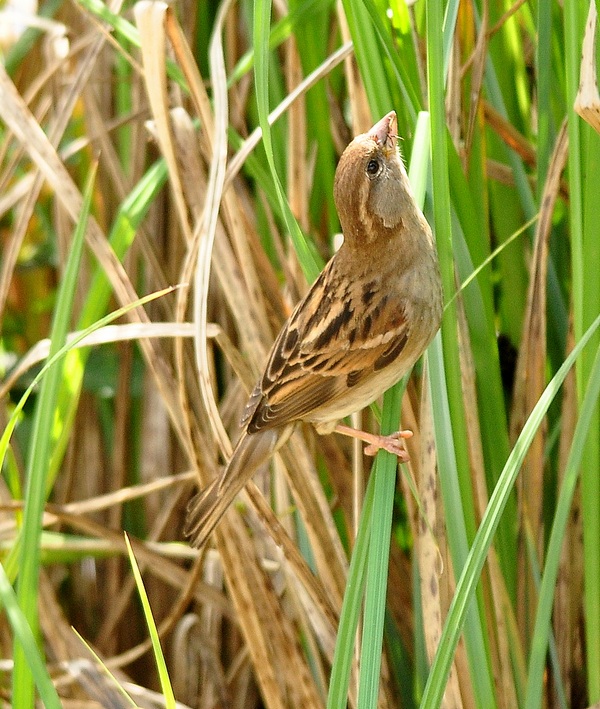 Passeridae da ID.